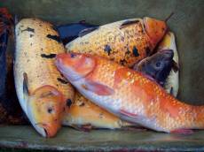 listopad 2012 dosazování dalších ryb